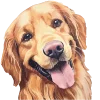 🐶